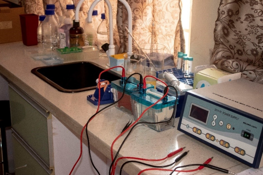 electrophoresis
